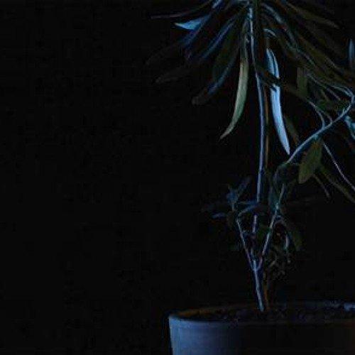 A plant in a dark space with low light